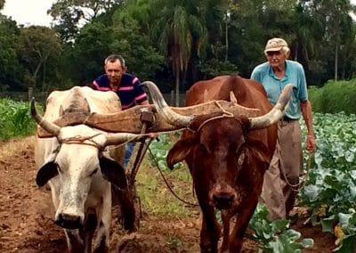 CAES LEADERSHIP PARTICIPATES IN BRAZILIAN AGRICULTURE STUDY MISSION
