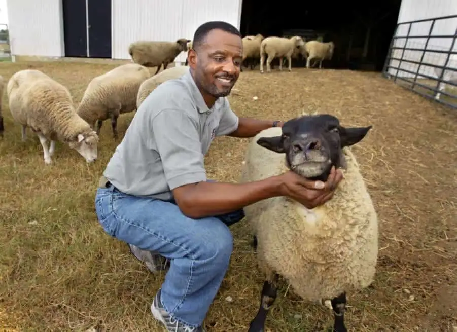 Happy man with sheep in a farmyard, surrounded by sheep and lambs.