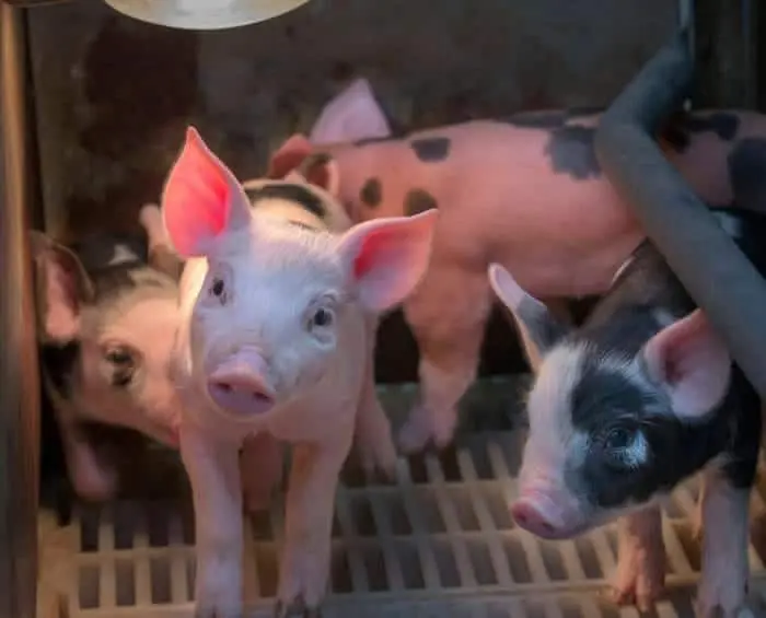 Piglets in a farm setting, showcasing young pigs in a barn environment.