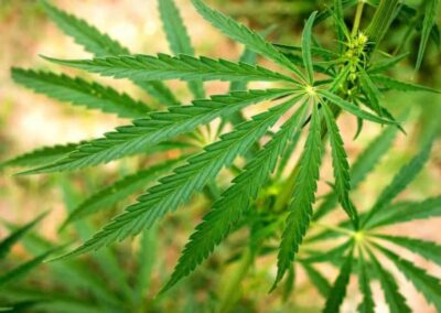 Quaicoe, Team Receive Grant to Study Hemp Economics