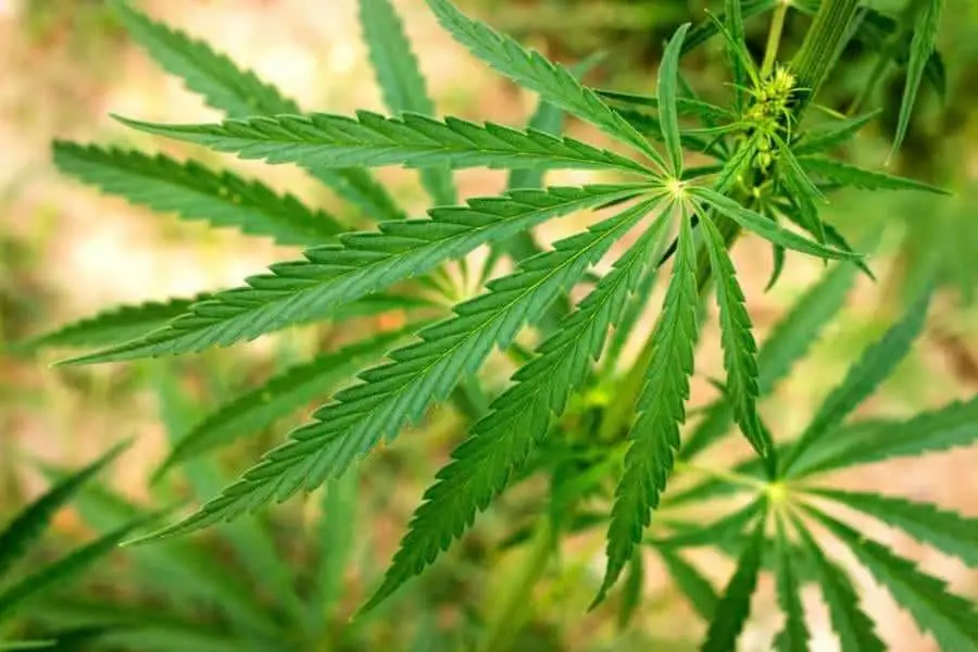 Quaicoe, Team Receive Grant to Study Hemp Economics