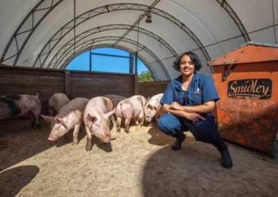 Minor receives NIFA AFRI grant to study moringa’s effect on heat-stressed sows