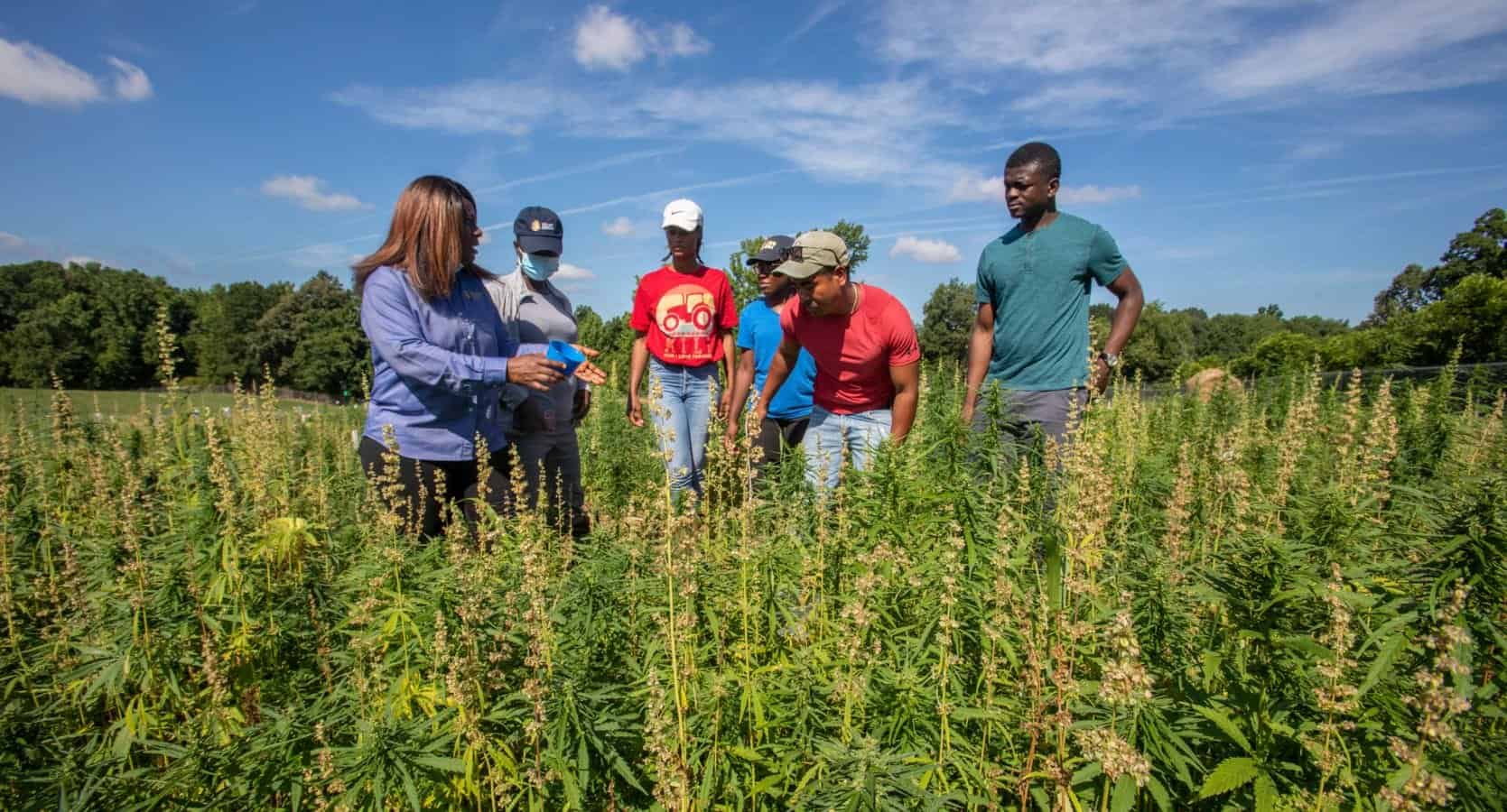 Hemp research: Helping farmers navigate a new field