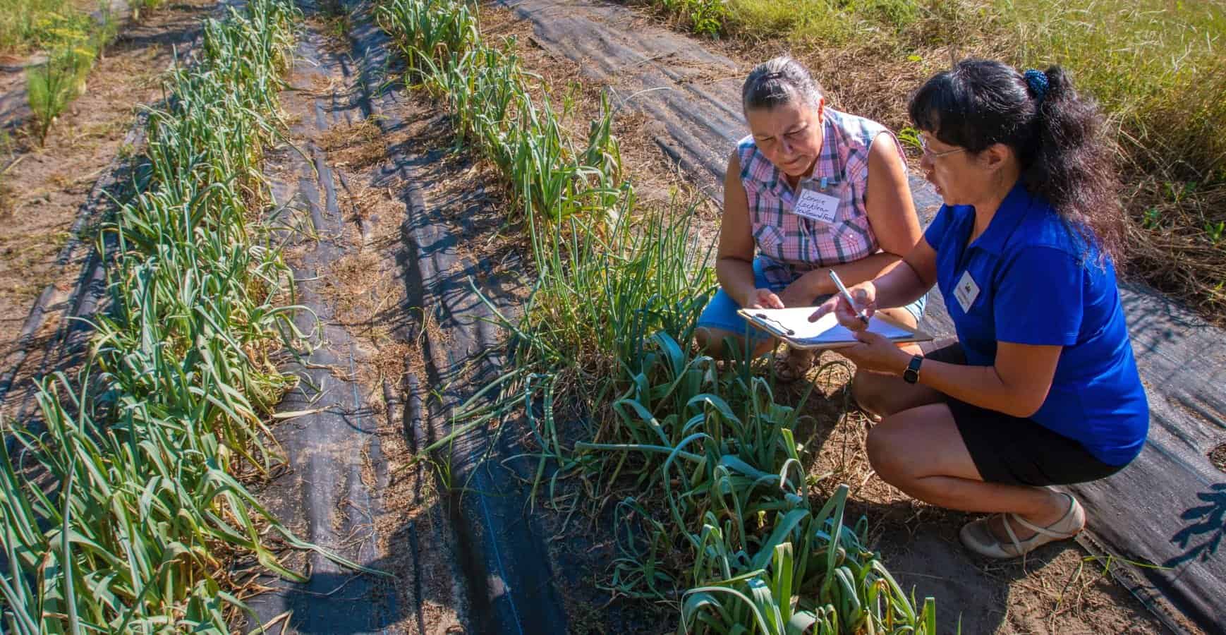 Diverse women inspecting crops in a field for agricultural research and development.