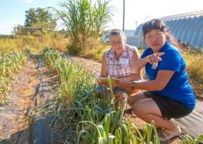Shock to the system: CAES professor seeks ways to mitigate stressors to food systems