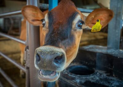 Cows, Meet “Precision Agriculture:” N.C. A&T Dairy Unveils New Automated Milking System