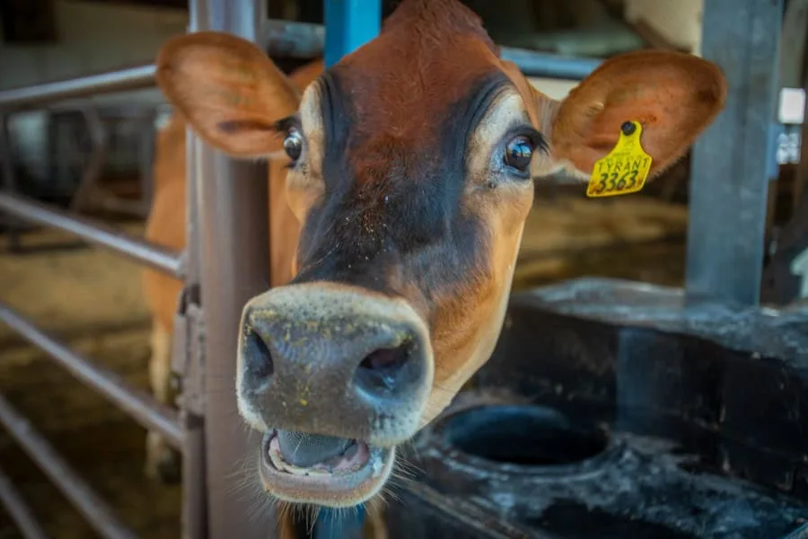 Cows, Meet “Precision Agriculture:” N.C. A&T Dairy Unveils New Automated Milking System