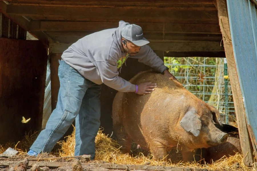 N.C. A&T receives $100K grant from Tides Foundation and Google.org to assist N.C. livestock producers