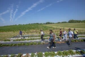 Group of people walking through a farm with rows of crops under a blue sky.