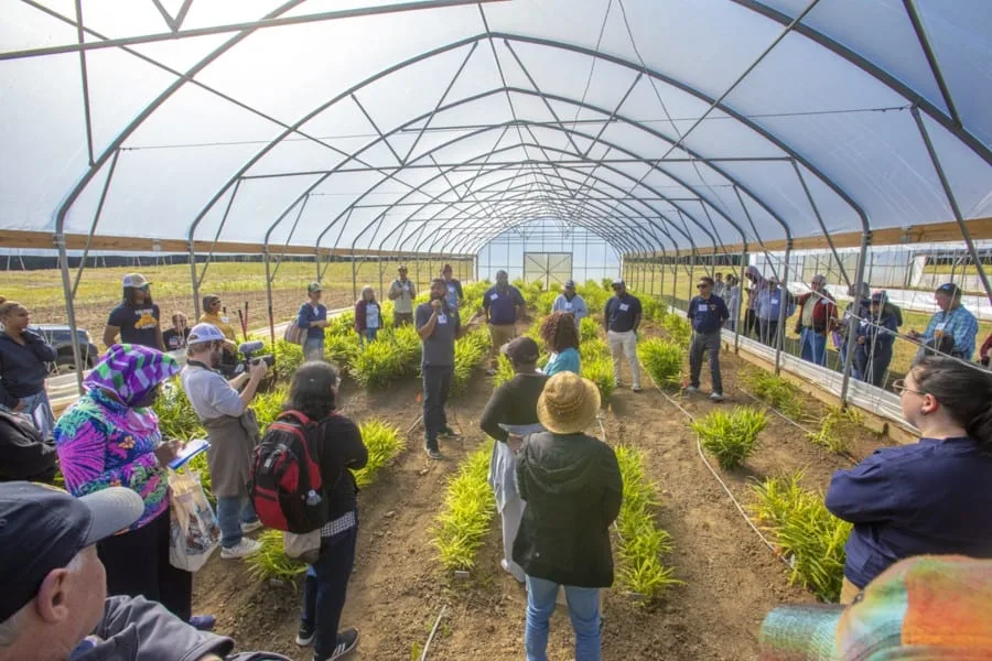 From High Tunnels to Hot Cocoa: Versatile Ginger Has a Field Day