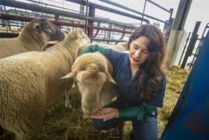 A woman in a dark blue lab coat kneels in a barn while gently feeding a Florida Cracker sheep from her hand, with other sheep standing nearby inside a gated enclosure.