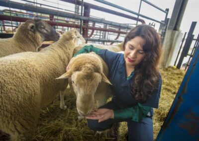 Unlocking the Secrets of Climate-Smart Sheep