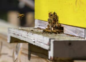A cluster of bees gathers near the entrance of a yellow beehive, with one bee flying nearby. The wooden beehive platform shows signs of wear, surrounded by natural light.
