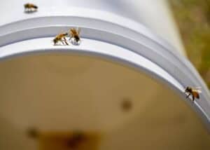 Several bees are gathered on the rim of a white plastic container, which is slightly tilted. The container is positioned outdoors under sunlight, and the background is blurred grass.