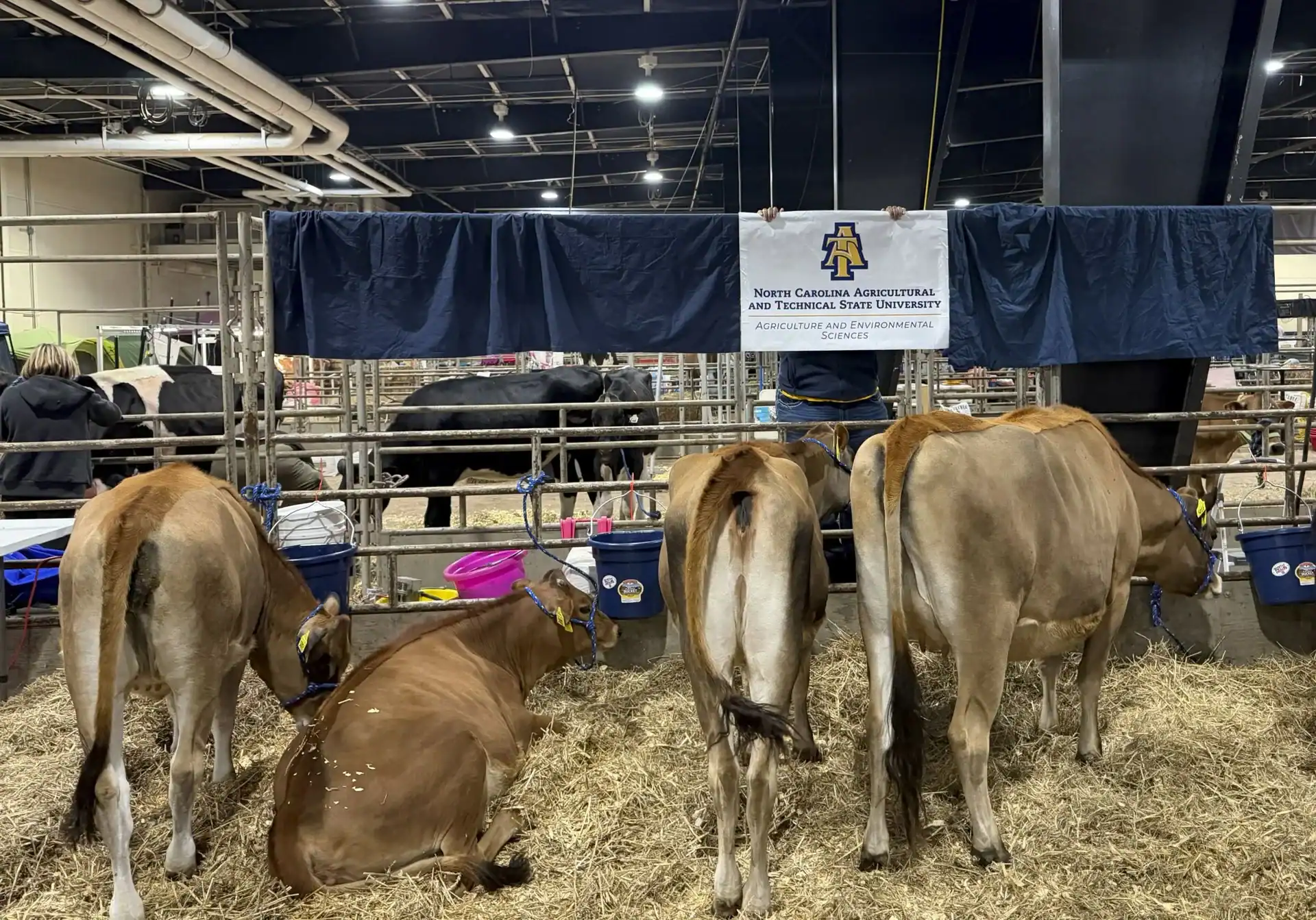 Heifers relaxing in the N.C. A&T team area at the 2025 N.C. State Fair.