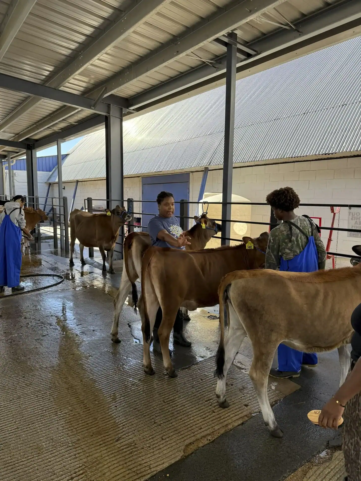 From left: Alyssa Dunn, Erika Pearsall and Ethan Humphrey groom their heifers.