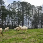 CAES Researcher Has Message for Farmers: Give Goats, Sheep a Chance 