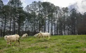 Sheep grazing in a green field with a backdrop of tall trees under a partly cloudy sky.