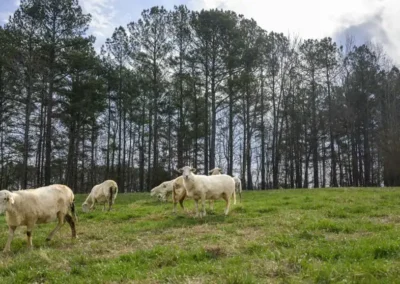CAES Researcher Has Message for Farmers: Give Goats, Sheep a Chance 