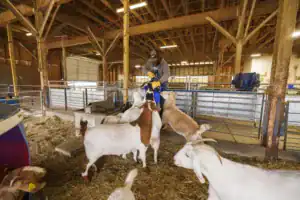 A person in a barn is handling a goat while several other goats surround them, showing interest. The barn is spacious, with straw on the ground and wooden beams overhead.