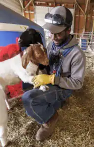 A man kneels in a barn, gently holding a young goat. Another goat stands nearby, while hay covers the ground, creating a warm and caring farm atmosphere. The man wears gloves and a friendly smile.