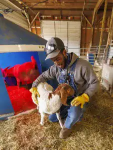A person in gloves crouches next to a goat in a barn, interacting gently with the animal. A sheltered area in the background has red light, adding warmth to the scene. Hay covers the ground.