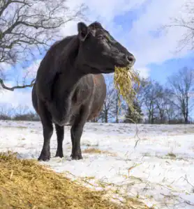 A black cow stands in a snowy field, chewing on a mouthful of hay, under a bright blue sky with scattered clouds and leafless trees in the background.