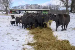 A group of black cows and a calf eat hay on a snowy farm. A barn and machinery are visible in the background.