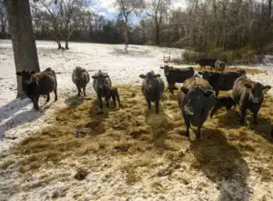 A group of black cows stands on a snowy farm, surrounded by hay and trees. Some cows are grazing while others look directly at the camera, under a partly cloudy sky.