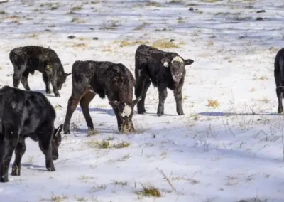 Cooling Their Hooves