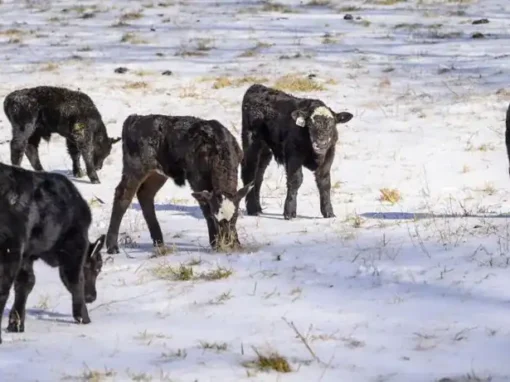 Six black calves grazing in a snowy field, with patches of grass visible beneath the snow. The scene captures a quiet winter day on a farm.
