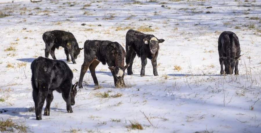 Six black calves grazing in a snowy field, with patches of grass visible beneath the snow. The scene captures a quiet winter day on a farm.