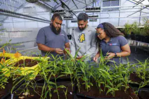 Three individuals examine plants in a greenhouse. They are discussing the plants while surrounded by trays of green, growing vegetation. Bright sunlight filters through the greenhouse structure.