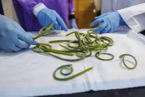 Two gloved hands manipulate green, curled plant stems on a white surface. The setting suggests a scientific or agricultural context.