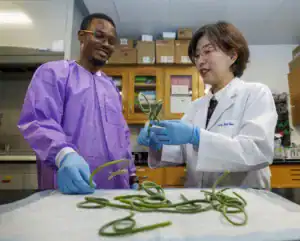 Two researchers are in a lab, one wearing a purple lab coat and the other in a white lab coat. They are examining and handling green, curly plants on a table.