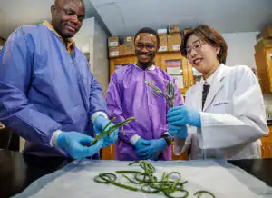 Three individuals in lab coats are examining green plants in a lab setting. They are smiling and interacting with the plants, showcasing a collaborative research environment.