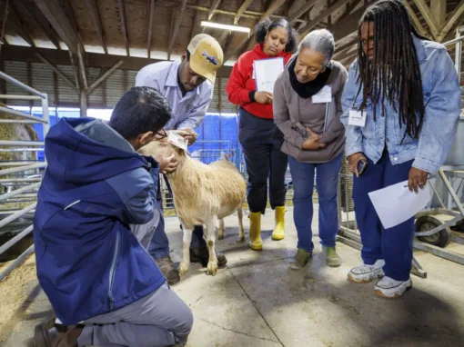A group of people observes a man examining a goat in a barn. The individuals appear engaged and are holding papers while learning about animal care.