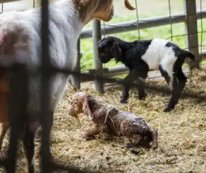 A newborn goat with wet fur struggles to stand on straw. A second black-and-white goat watches nearby, while a larger goat looms in the background.
