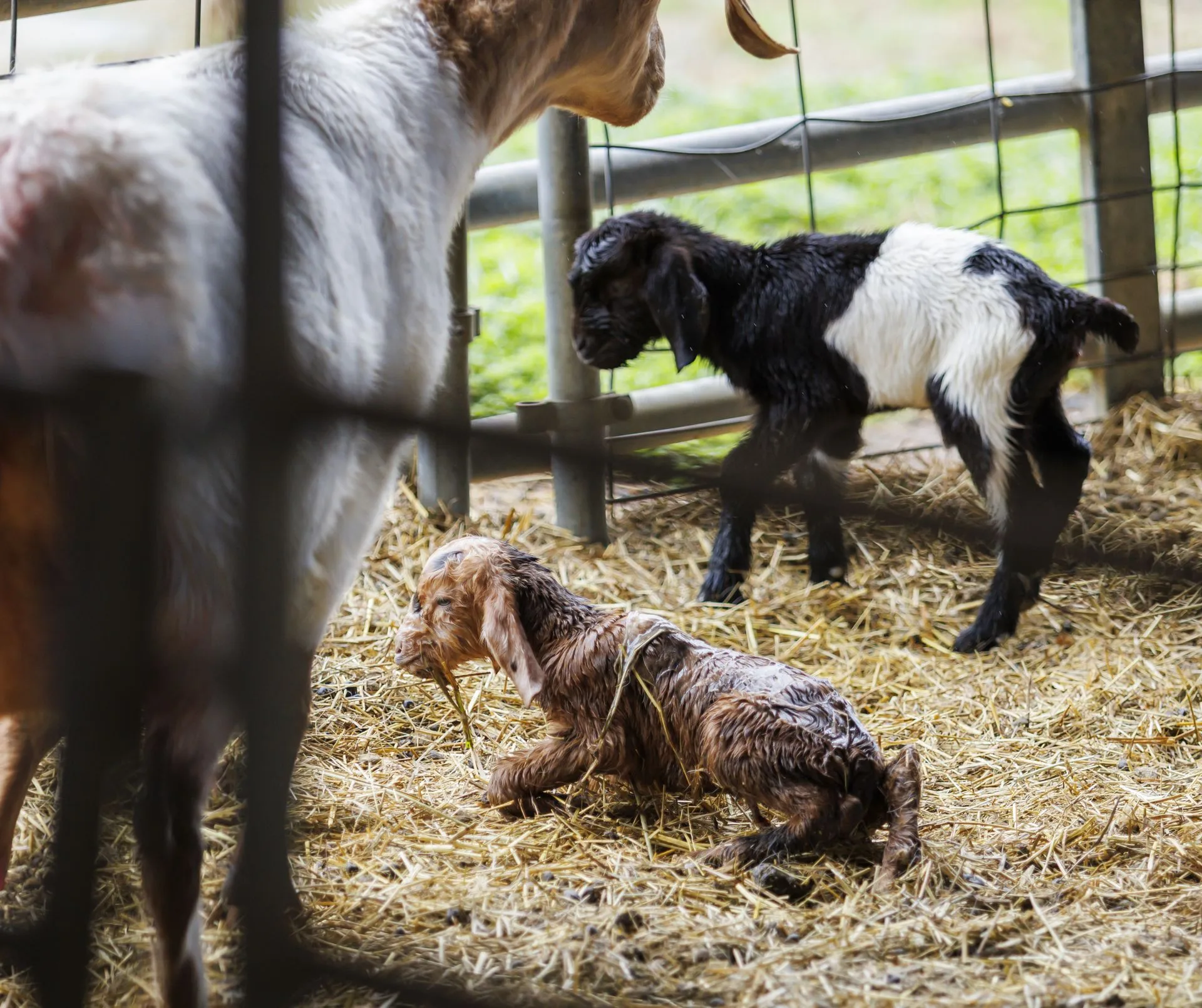 02_27_2026_Small Ruminant Workshop 005 - resized