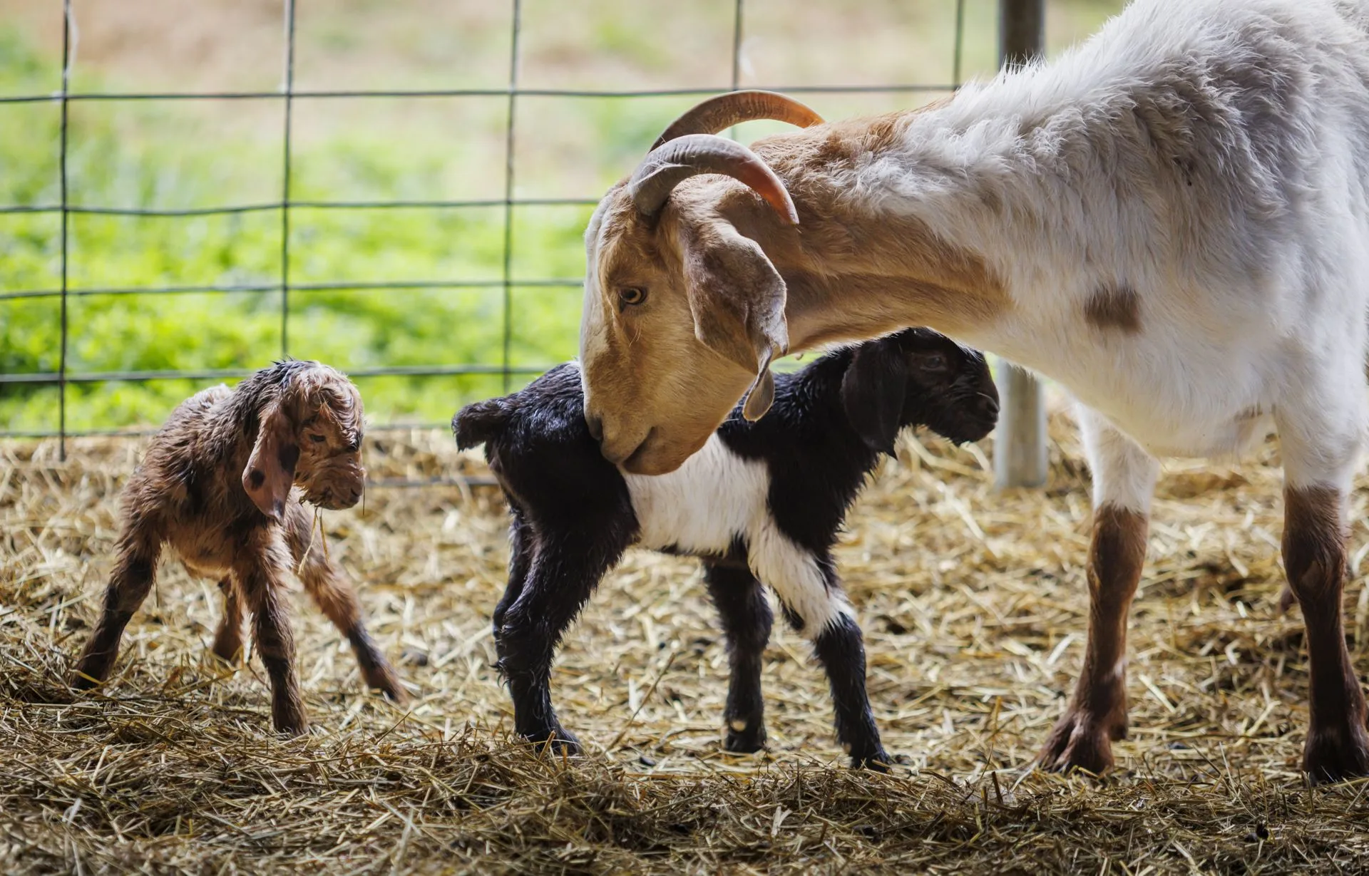 02_27_2026_Small Ruminant Workshop 006 - resized