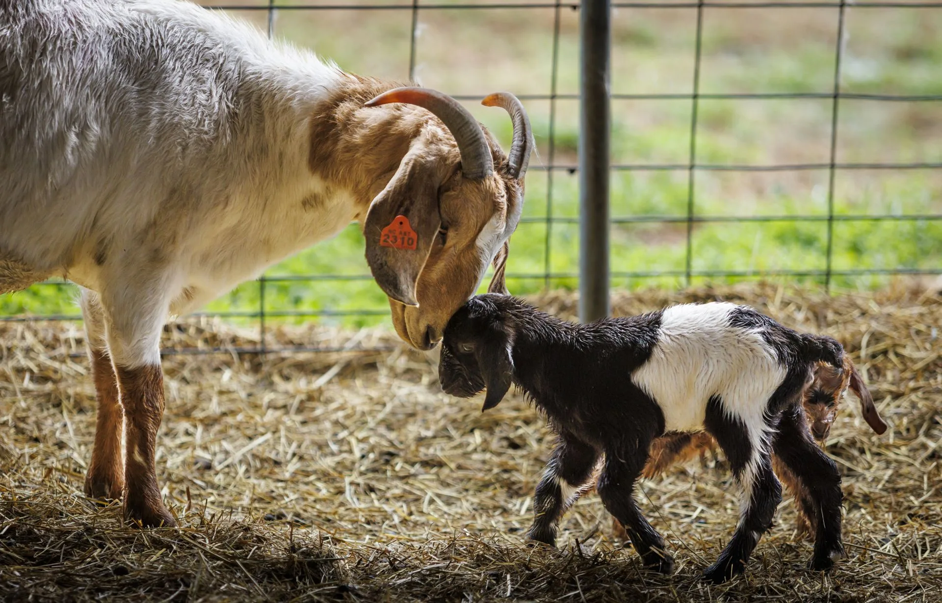 02_27_2026_Small Ruminant Workshop 007 - resized