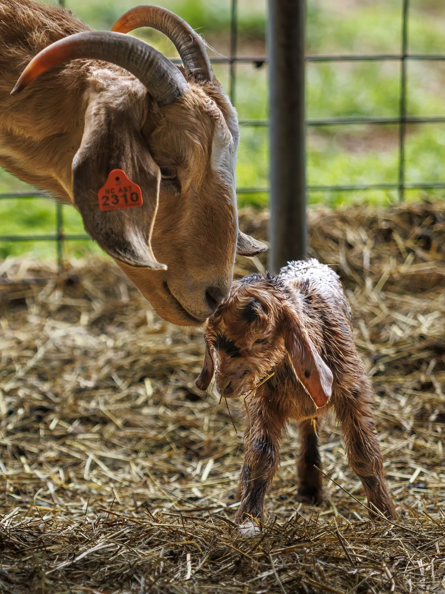 02_27_2026_Small Ruminant Workshop 008 - resized