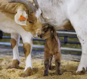 A brown goat kid stands close to its mother, touching noses. The mother has distinctive markings and a tag on her ear, while the kid gazes up curiously. The setting is straw-covered, indicating a barn or farm environment.