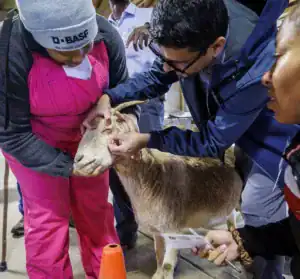 Two people are examining a goat's eye while another person observes, holding a card. One person is wearing a pink jumpsuit and the other is in a dark jacket. An orange cone is visible in the foreground.
