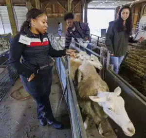 Three people interact with sheep in a barn. One person gently touches a sheep while another observes, and a third holds a clipboard, all engaged in an agricultural learning experience.