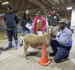 A group of individuals observes a man kneeling by a goat in a barn setting. The goat is next to a traffic cone, while people stand nearby holding papers and looking on attentively.