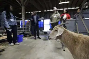 A group of people discusses in a barn while a goat stands nearby, looking towards the camera. The setting is rustic, with wooden beams and metal gates visible in the background.