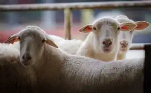 Three sheep are standing closely together, facing the camera. They have fluffy white fur, distinct ears, and gentle expressions, with a blurred background suggesting a barn setting.