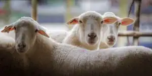 Three sheep are looking directly at the camera, with soft wool and alert expressions. They are situated in a barn setting with muted background colors.