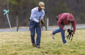 Two men are carrying baby goats across a grassy field. One man holds a goat by its legs, while the other reaches for another goat. A fence and a road are visible in the background.